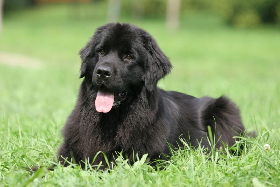 Newfoundlands and SAS: Understanding Heart Disease Risks