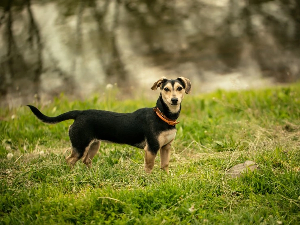 Blue-Green Algae Risks: Protect Your Dog from Lake Poisoning