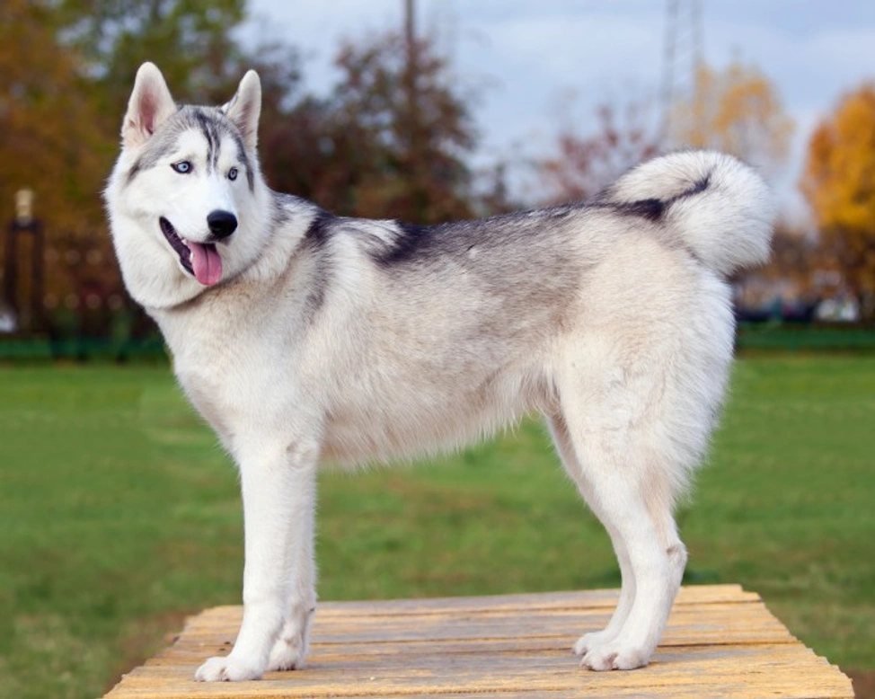 Double Coated Dog Breeds: Care Tips & Top U.S. Breeds