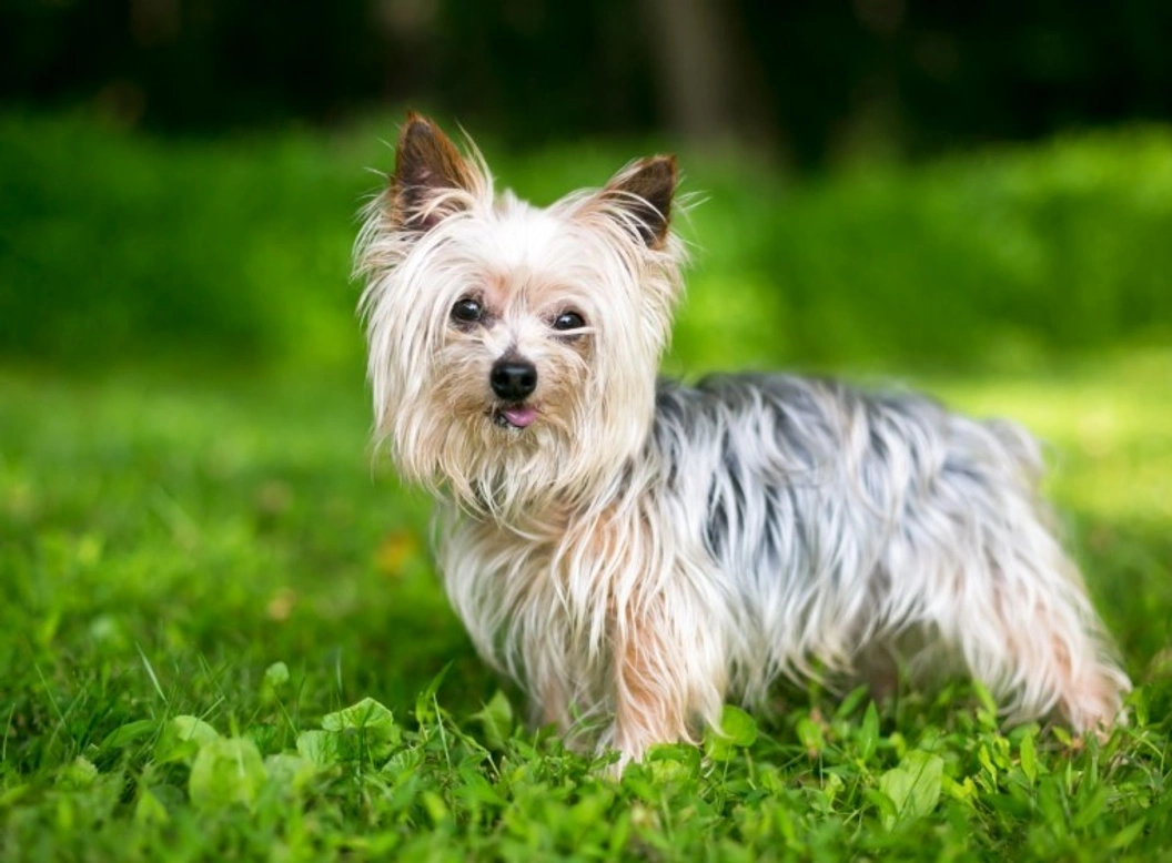 Patella Luxation in Yorkshire Terriers: Causes, Symptoms & Care