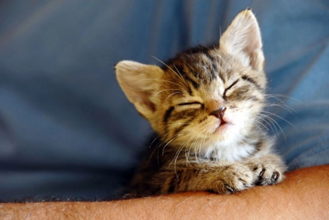 Why Do Cats Purr? Understanding Feline Purring Explained