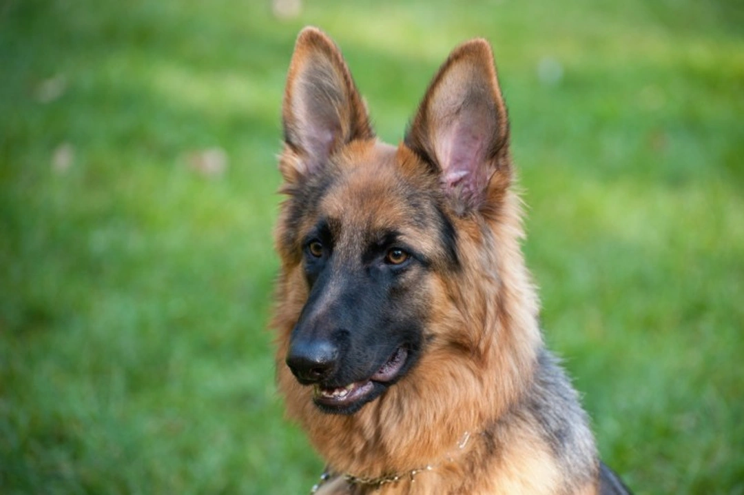 Top 8 Common German Shepherd Health Issues in the USA 2025
