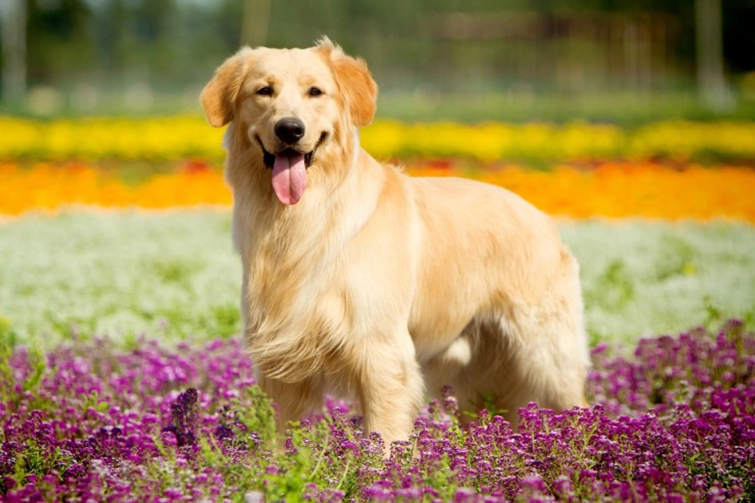 Golden Retrievers' Rising Popularity in the USA
