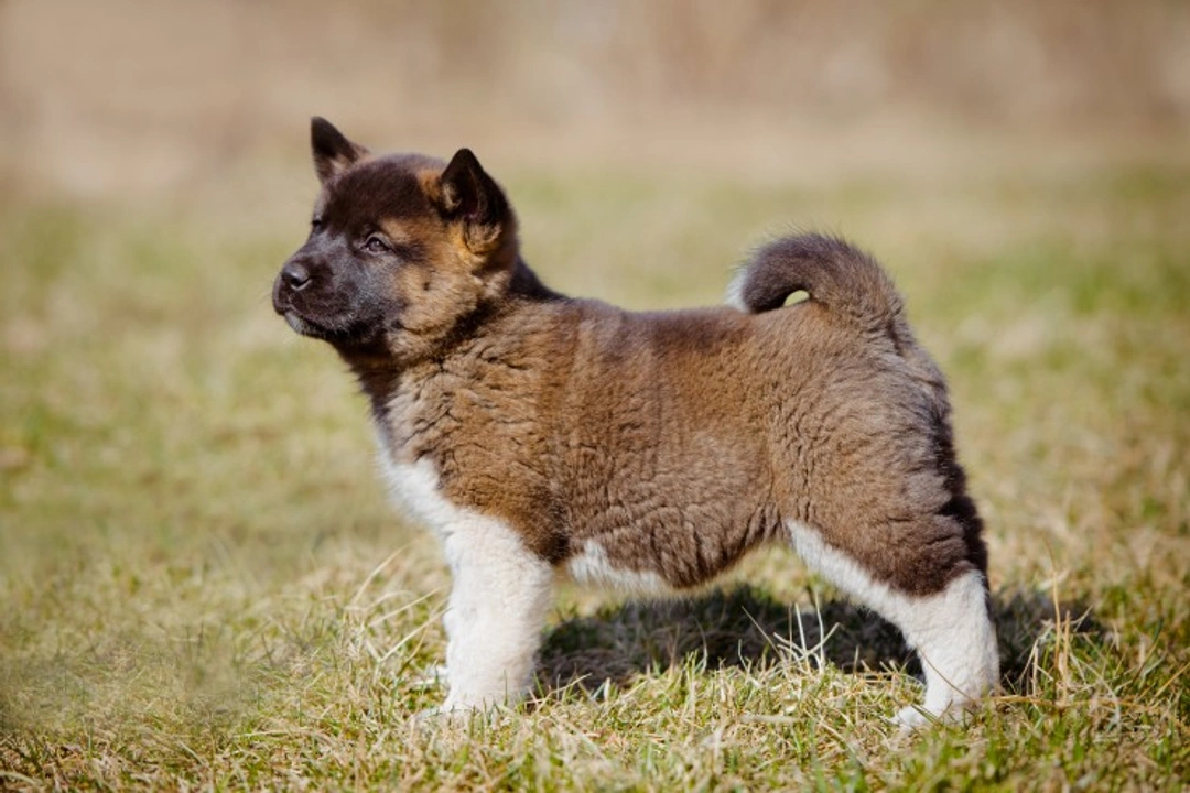 How to Teach an Akita Puppy to Come When Called
