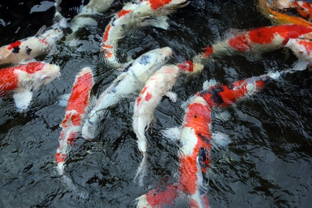 Koi Carp Price Guide: What Affects Their Worth?