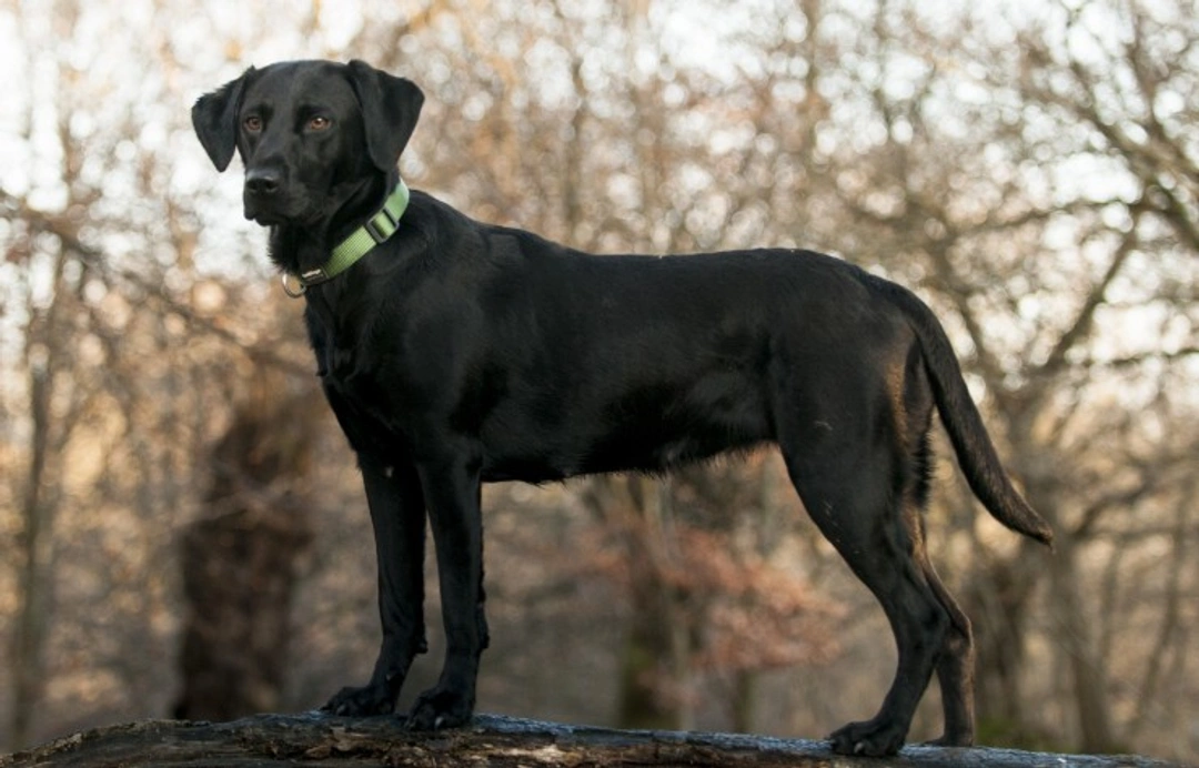 Limber Tail in Dogs: Why It's More Common in Northern USA