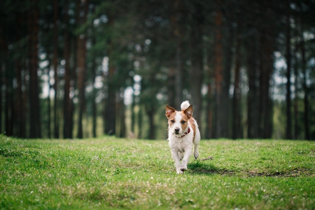 5 Essential Tips to Control Your Dog Off the Lead
