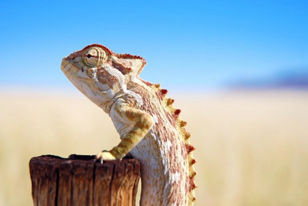 Nutritional & Respiratory Disorders in Reptiles: Causes & Care