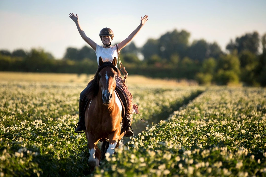 Medryttare, sommarhäst eller fodervärd – vilket är bäst för mig?