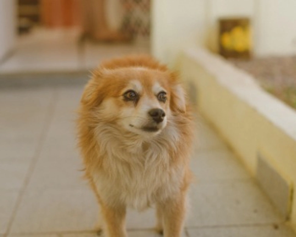 Associazioni animali: Salva la Zampa