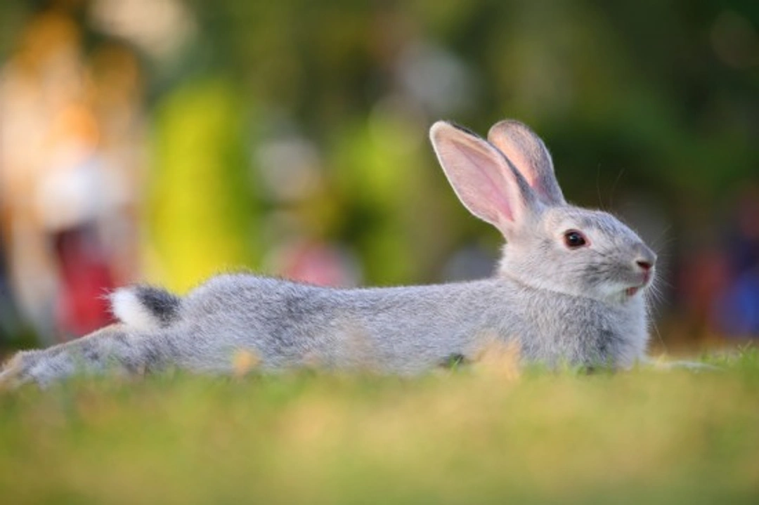 Caring for Your Rabbit in Summer: Essential Heat Safety Tips