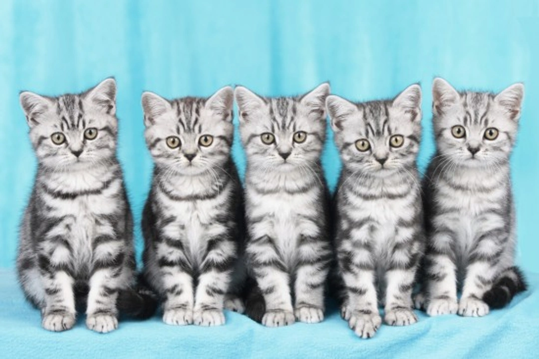 Choosing a Healthy, Confident Kitten: Key Signs to Look For