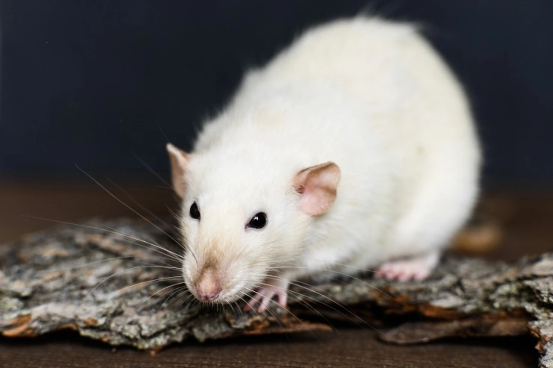 How rats communicate: understanding body language and sounds