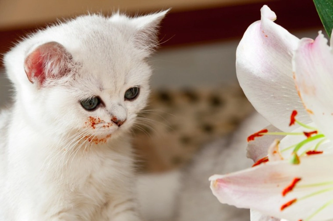 Why Lilies Are Poisonous to Cats and How Dangerous They Are