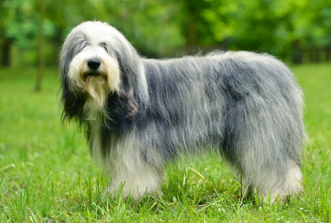 Primary Ciliary Dyskinesia in Old English Sheepdogs: Causes & Testing