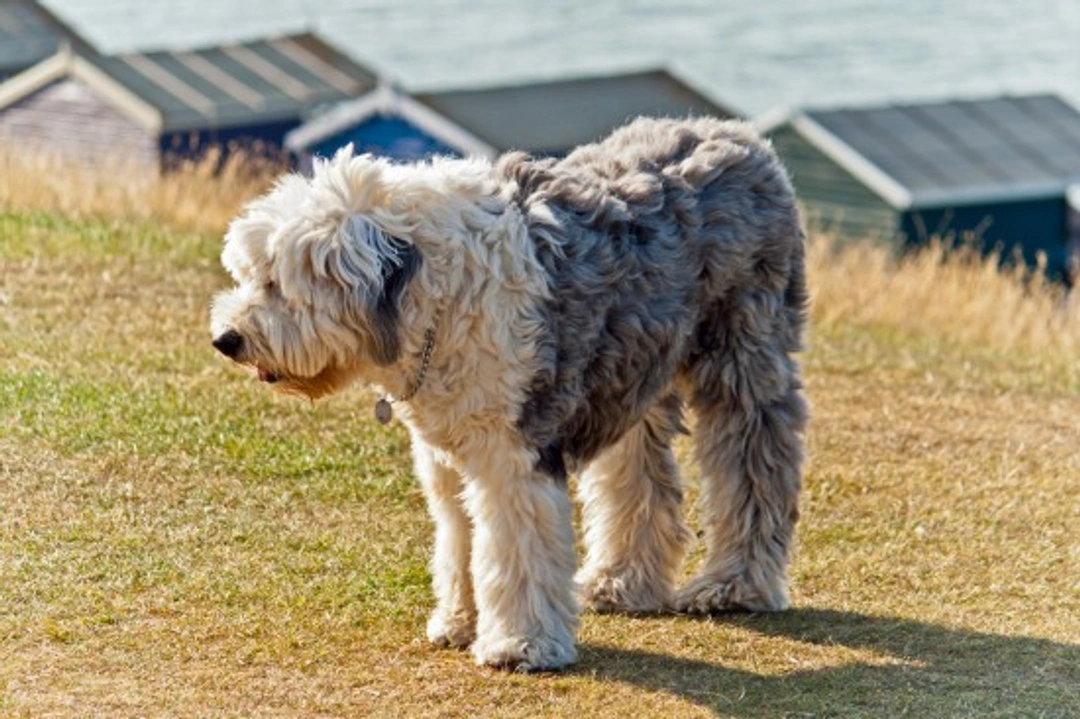How to Keep an Old English Sheepdog's Coat Looking Great