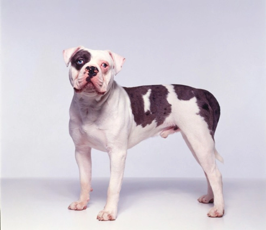 10 must-know facts about the Alapaha Blue Blood Bulldog