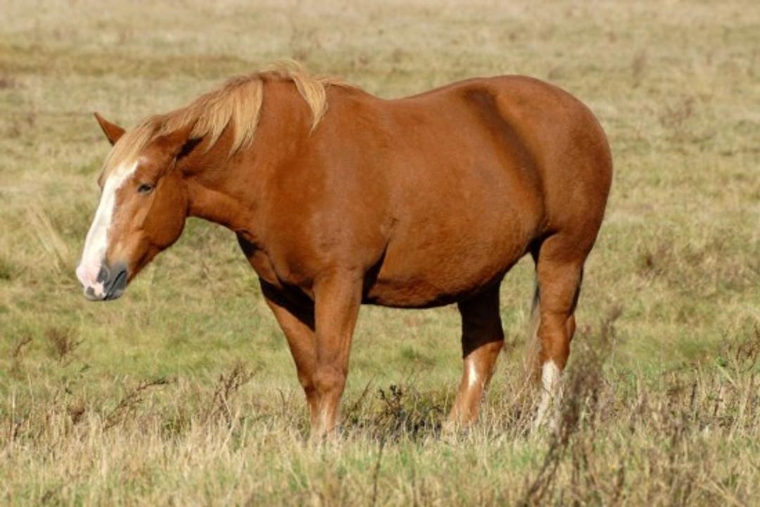 How to Avoid Obesity in Horses: Essential Care Tips