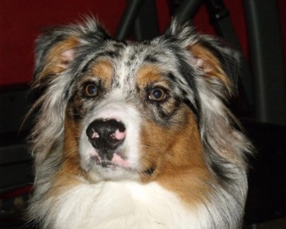 Pastore australiano blue merle: info prezzi, carattere e dove trovarlo