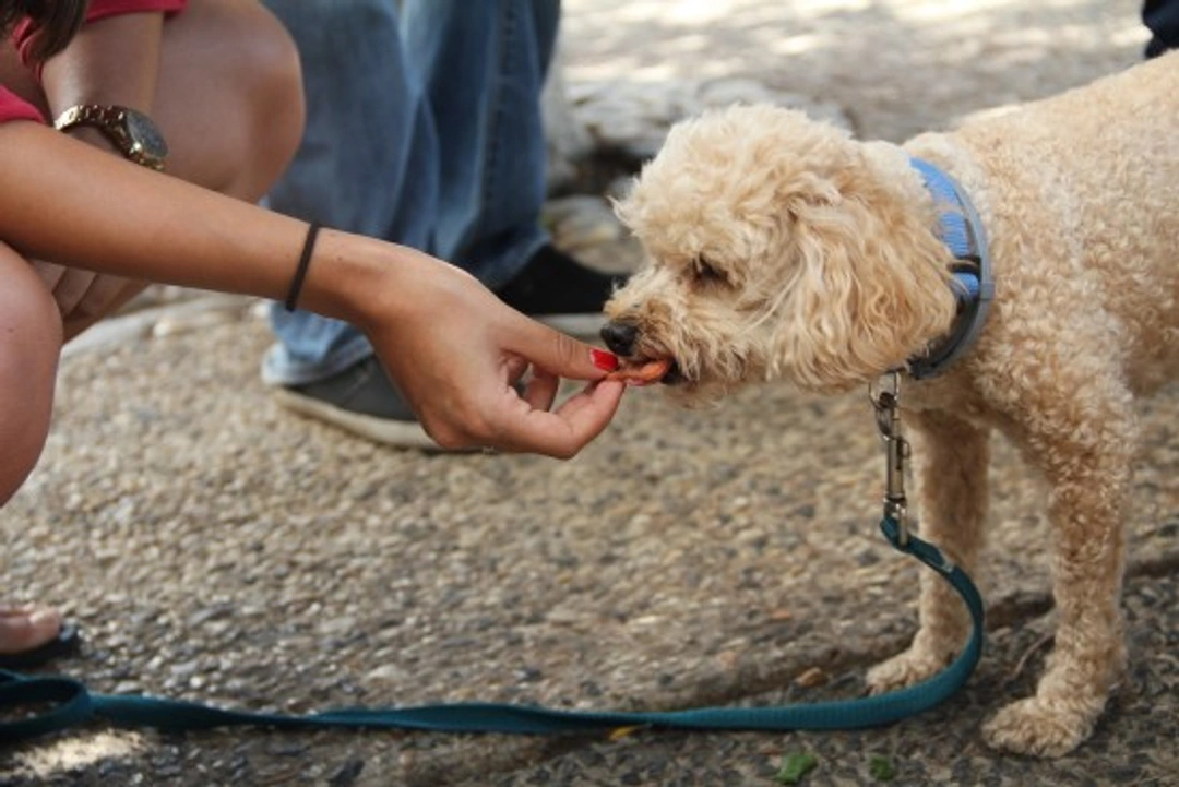 Comida casera para perros, una opción muy saludable