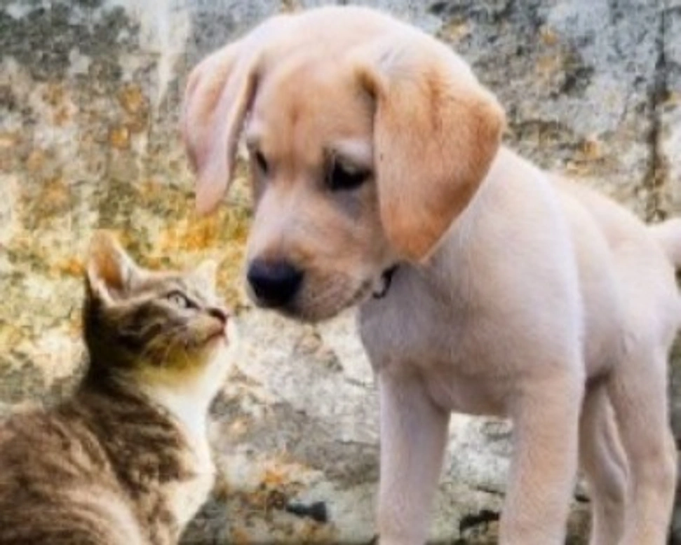 Annunci di animali in vendita: cosa sapere