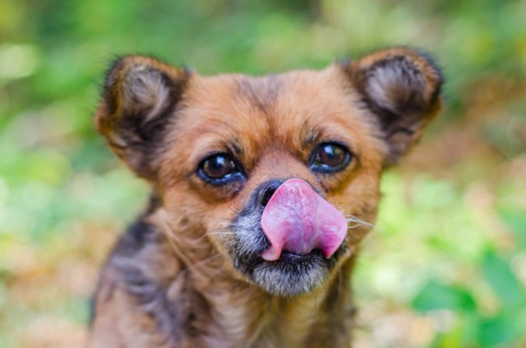 Why your dog may be drooling or licking their lips a lot