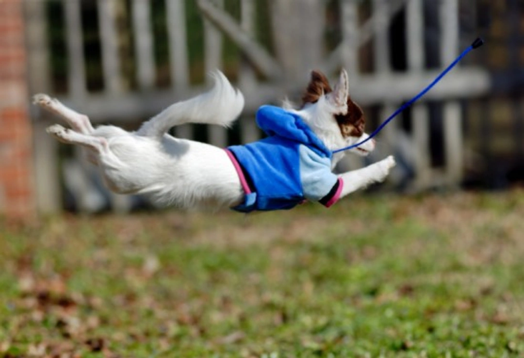 Dancing with Your Dog: Heelwork to Music Guide