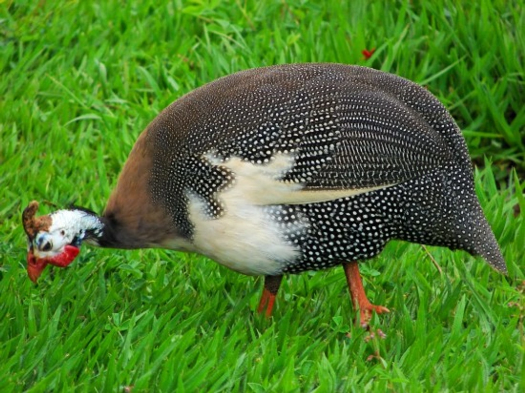 Comprehensive Guide to Keeping Guinea Fowl