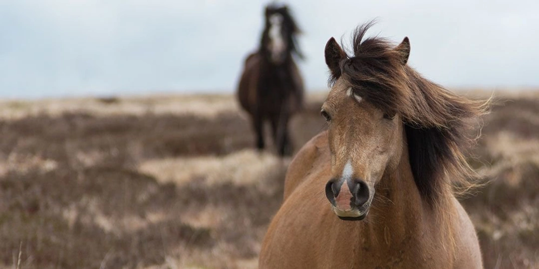 Så vet du om din häst har EHV-1-virus