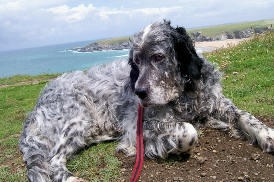 August in Cornwall with Your Dog: Perfect Holiday Guide
