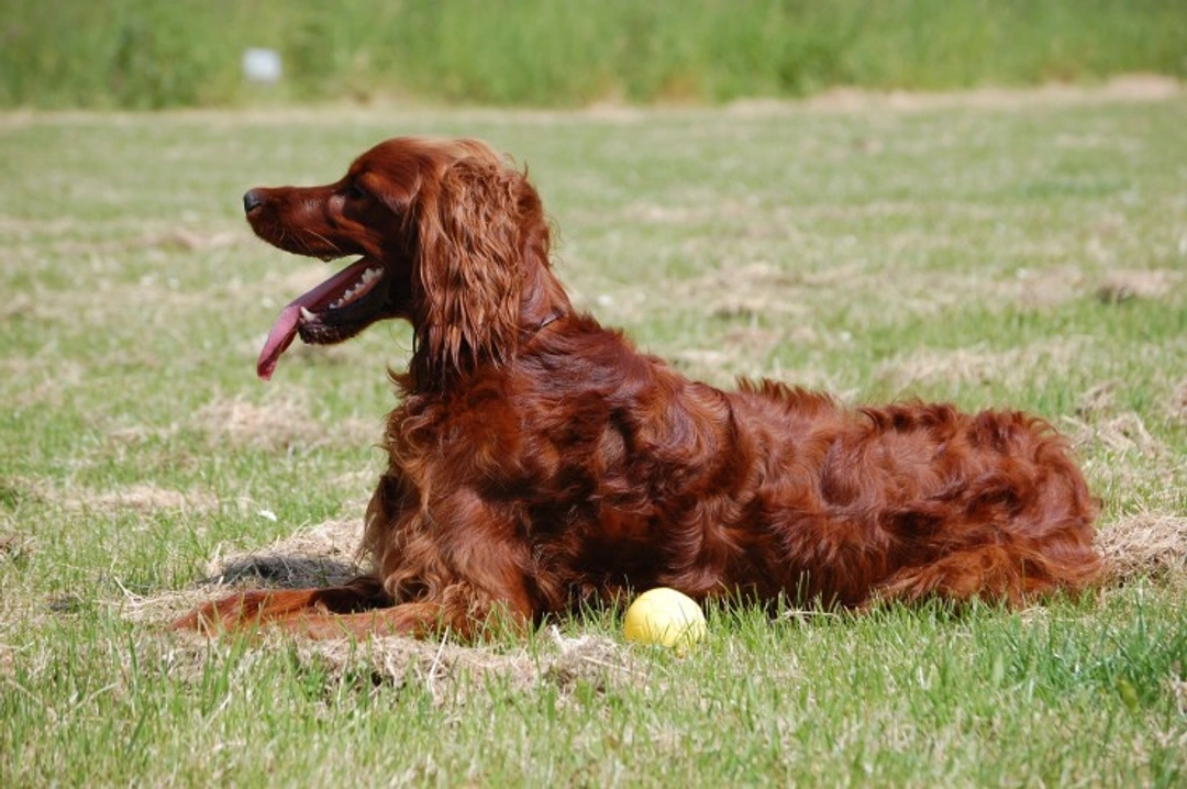 What is a Spay Coat? Why Irish Setters Are Affected