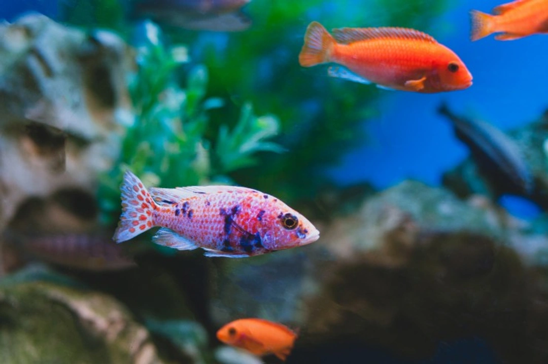 UK Laws on Keeping Exotic Fish: Licensing & Welfare Explained