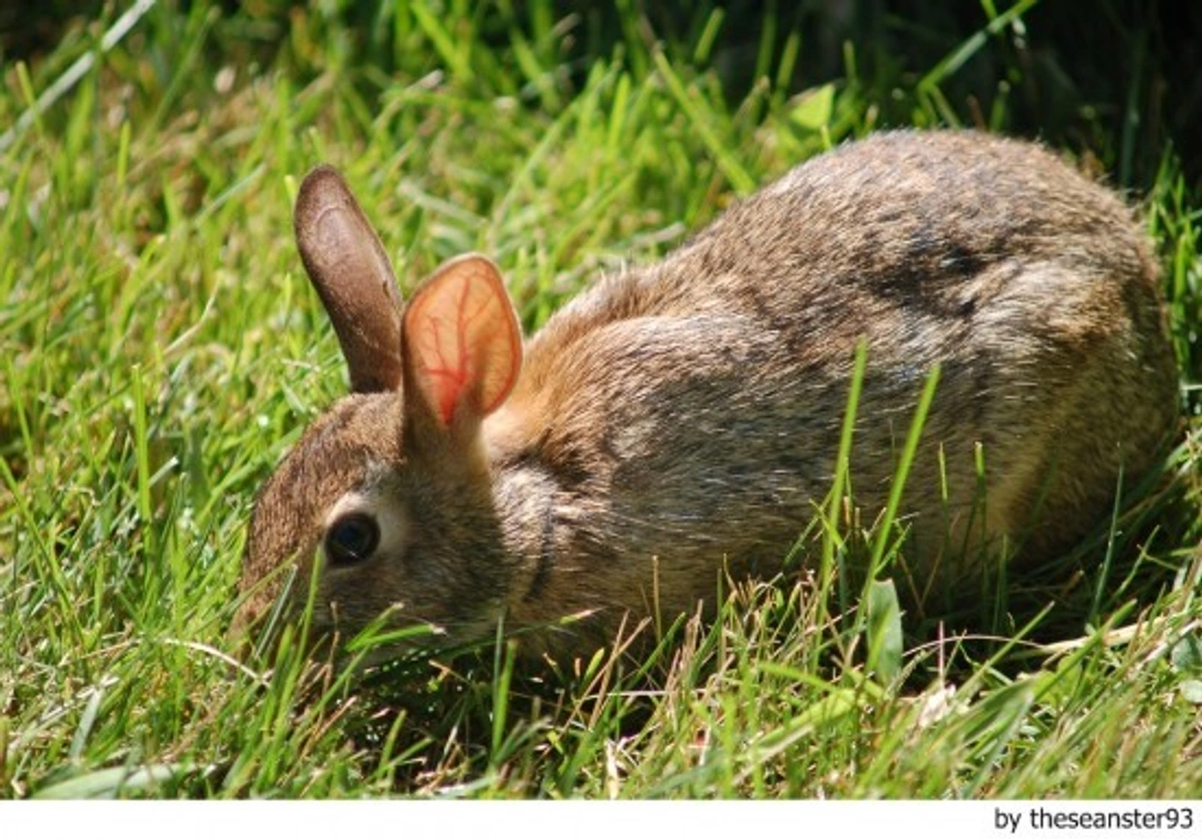 Enfermedades del conejo