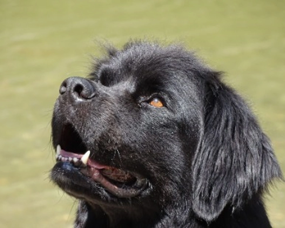 Il cane Terranova: info e prezzi per un cucciolo in Italia