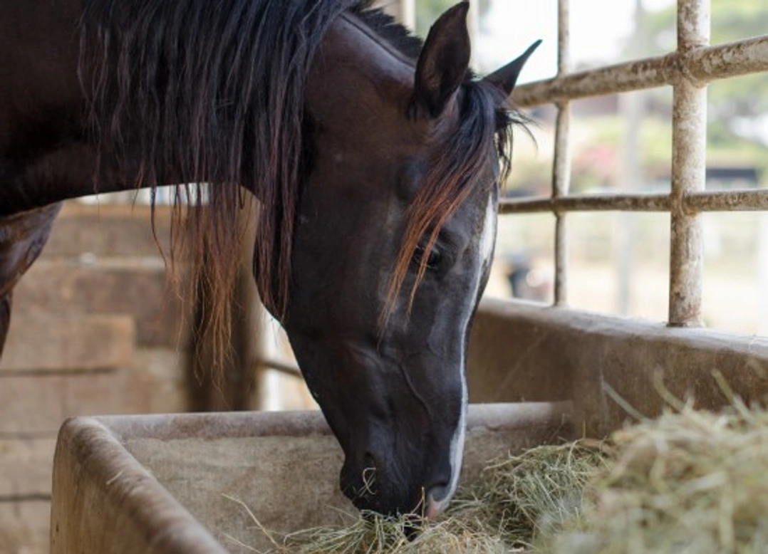How to Feed a Post-Laminitic Horse: Essential Diet Tips