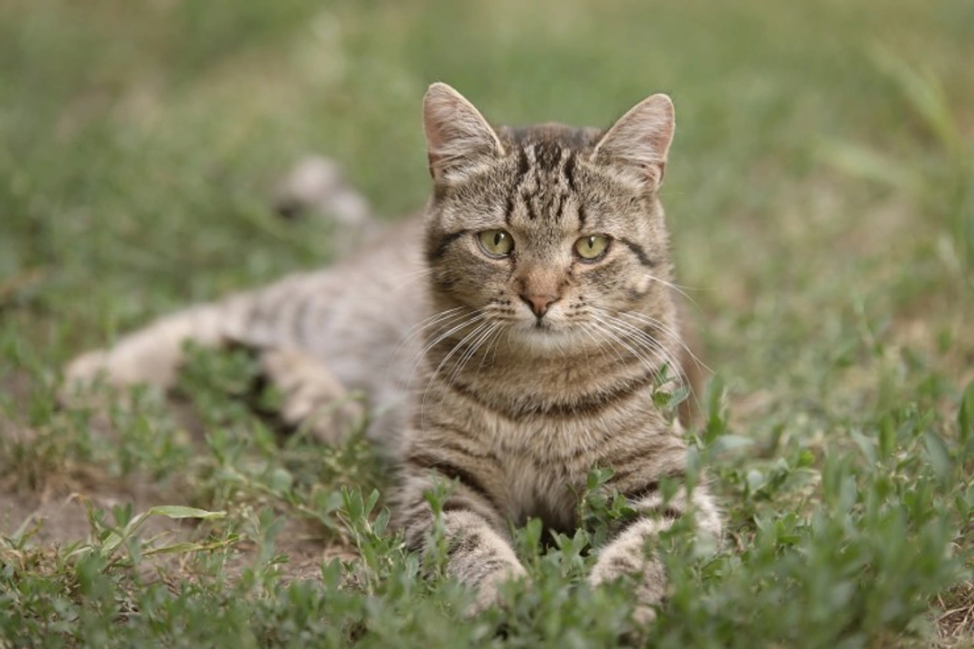 Five Key Questions and Answers About Cats and Family Life