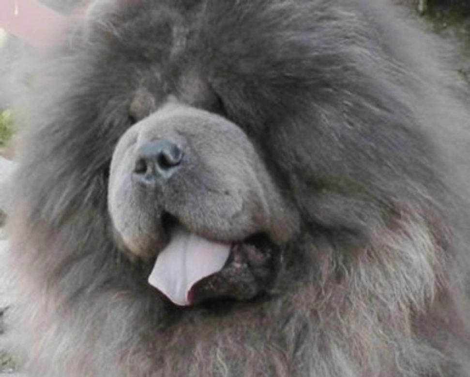 Il Chow Chow e le variazioni dello Standard di questa razza canina