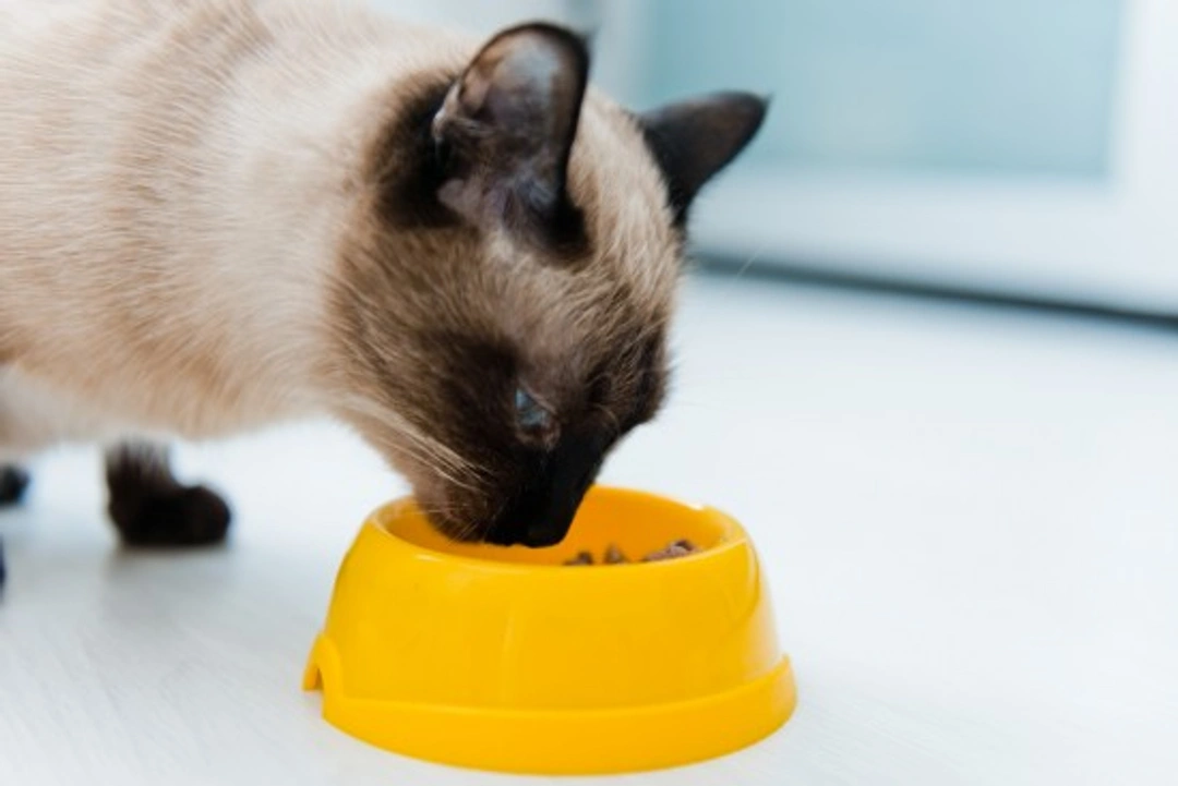 Expert Cat Feeding Tips for Healthy, Happy Cats