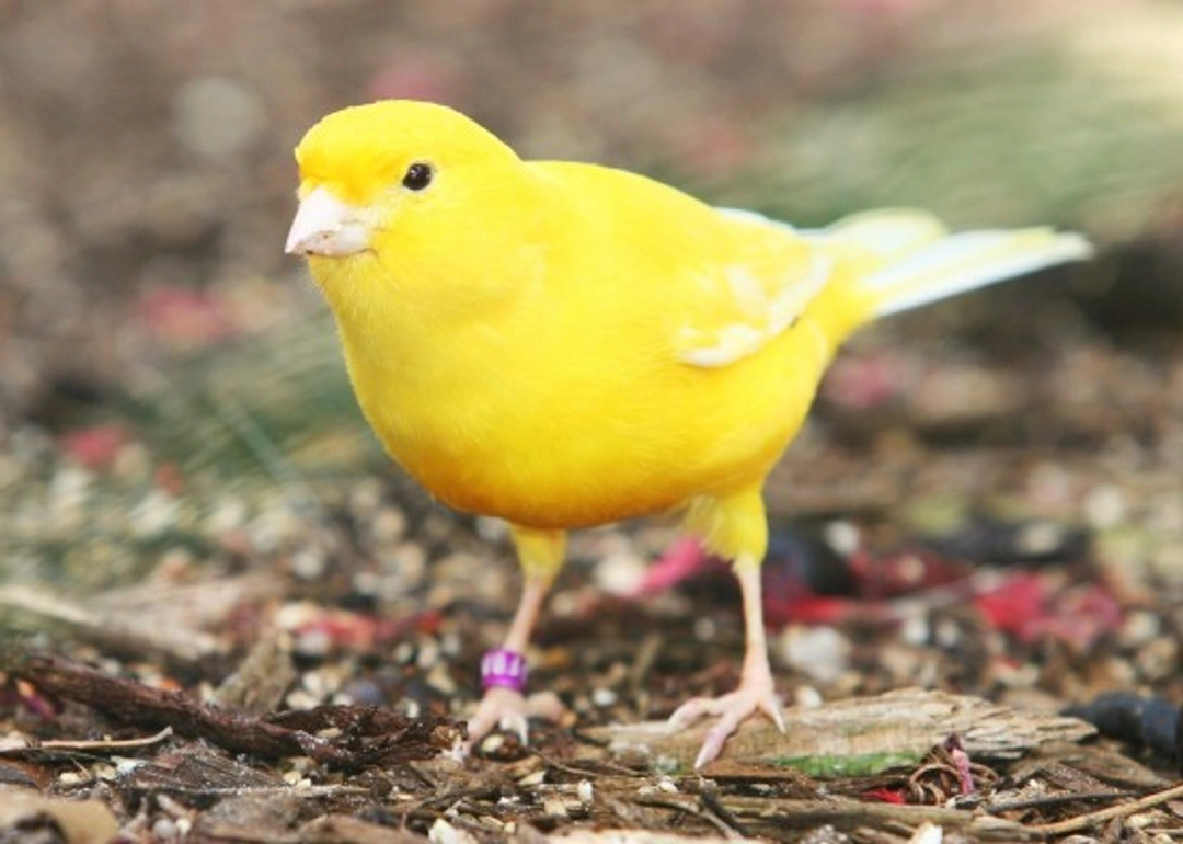 All About The Canary: Complete Guide to Care & Breeds