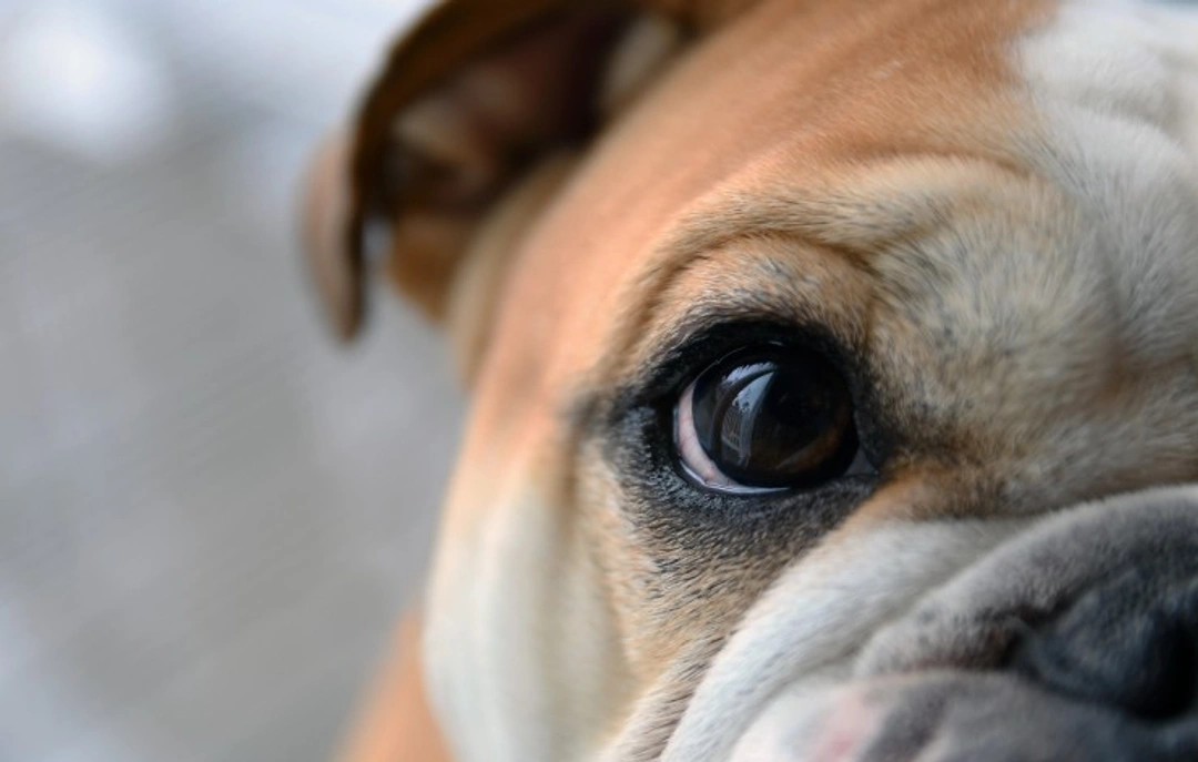 Anisocoria in Dogs: Causes, Symptoms & Treatment Guide