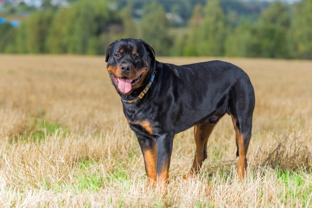 Beauceron vs Rottweiler: Which Strong Dog Fits Your Family?