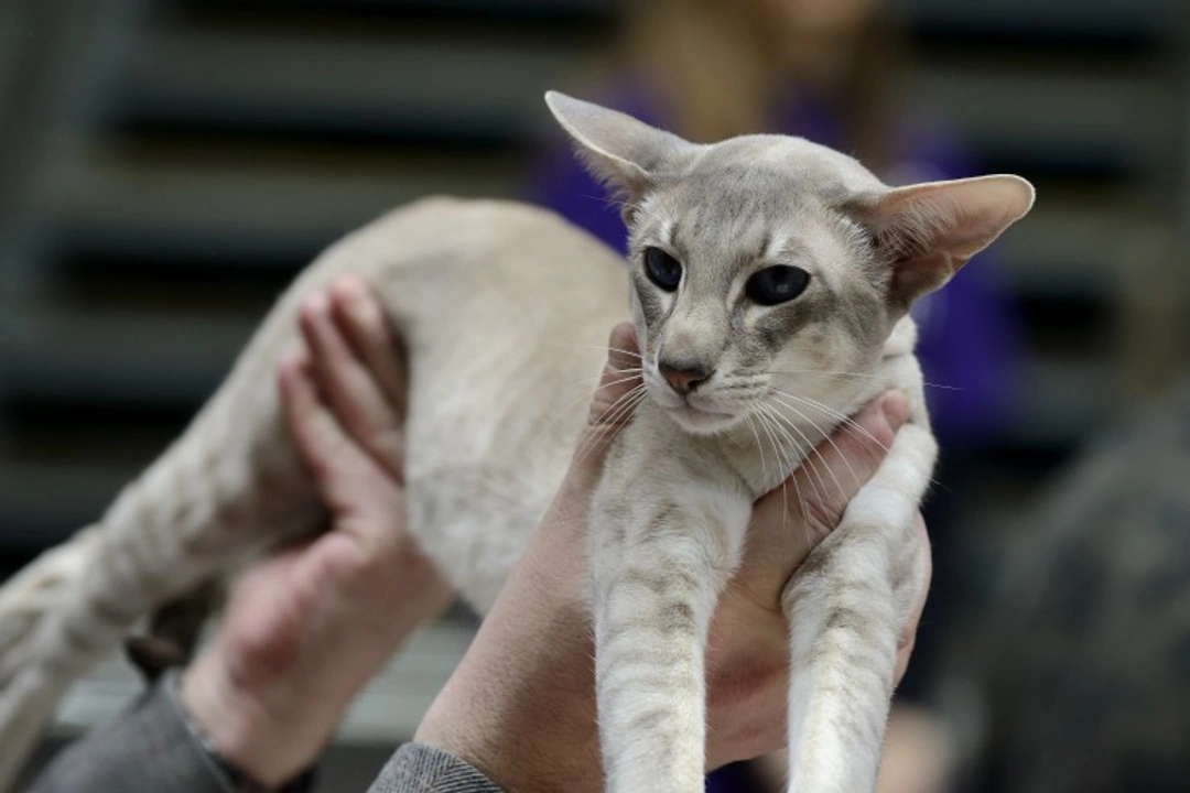 Hints on Showing Siamese Cats: Essential Guide for 2025