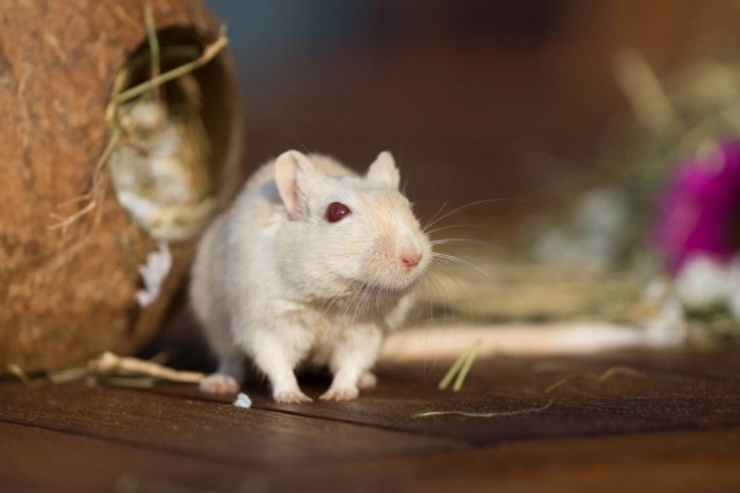 Understanding Gerbil Behaviour: Key Traits Explained