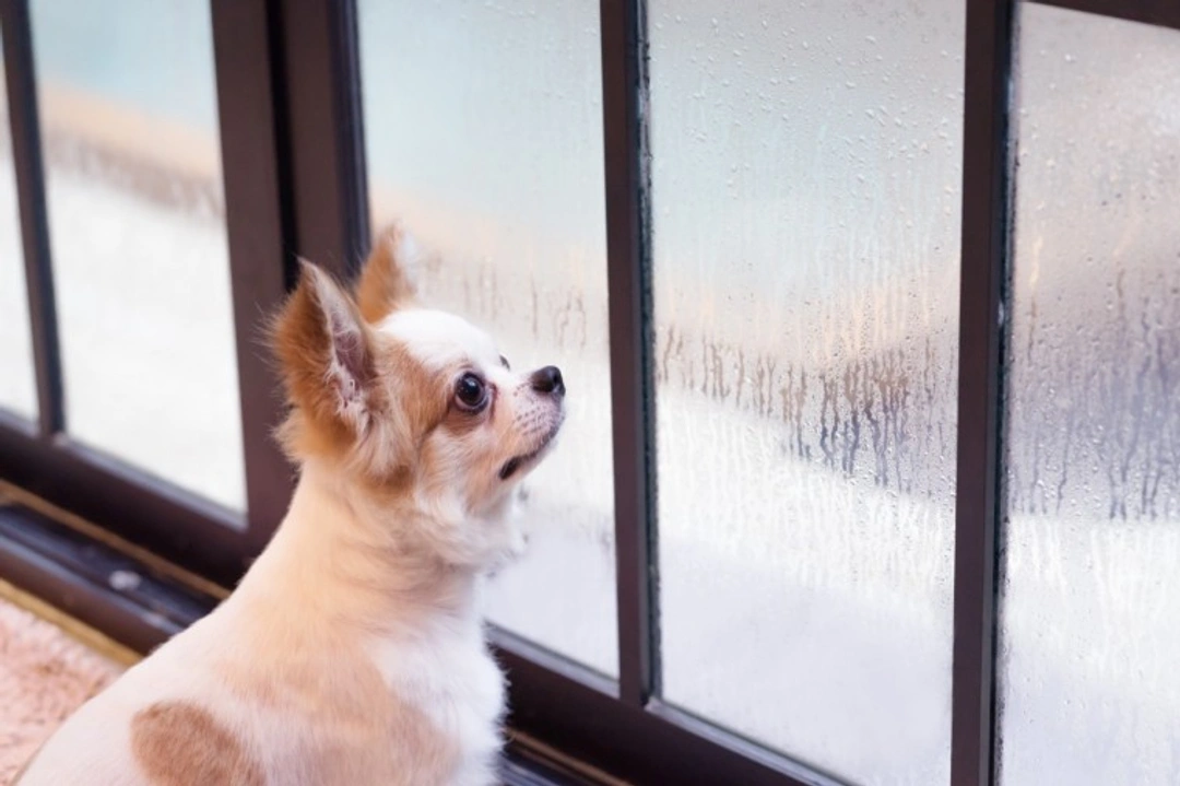 9 Essential UK Dog Weather Care Tips for 2025
