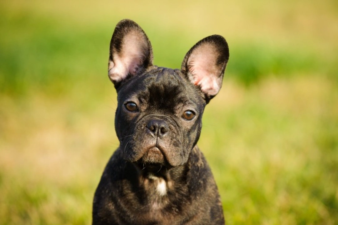 Health Implications of Dogs with Brachycephalic Faces