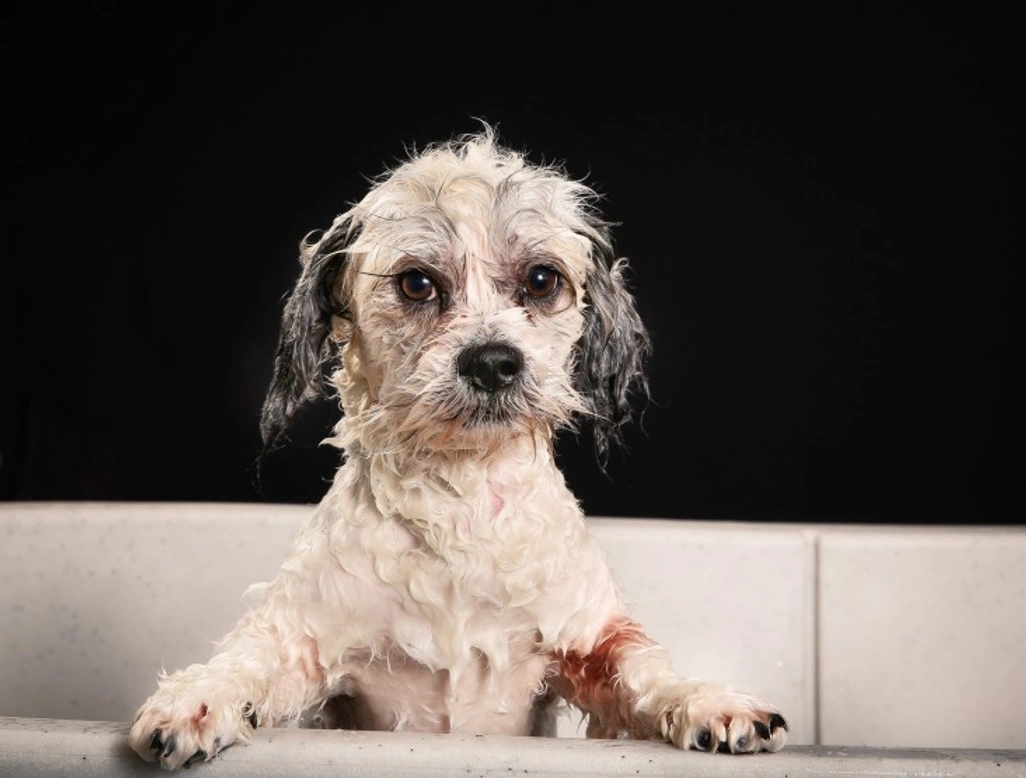 10 Essential Spring Cleaning Tips for Dog Owners