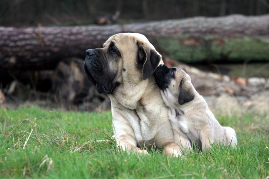 Mastiff Dogs: Traits, Care, & Family Compatibility