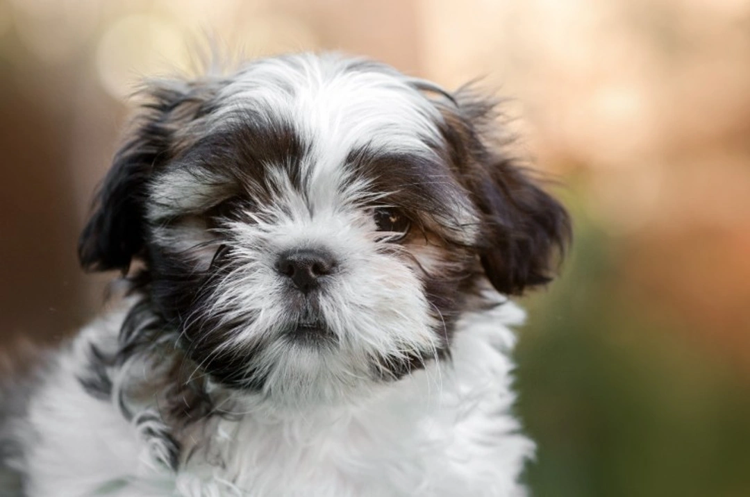 Are Shih Tzus Smart? Understanding Their Intelligence and Training Tips