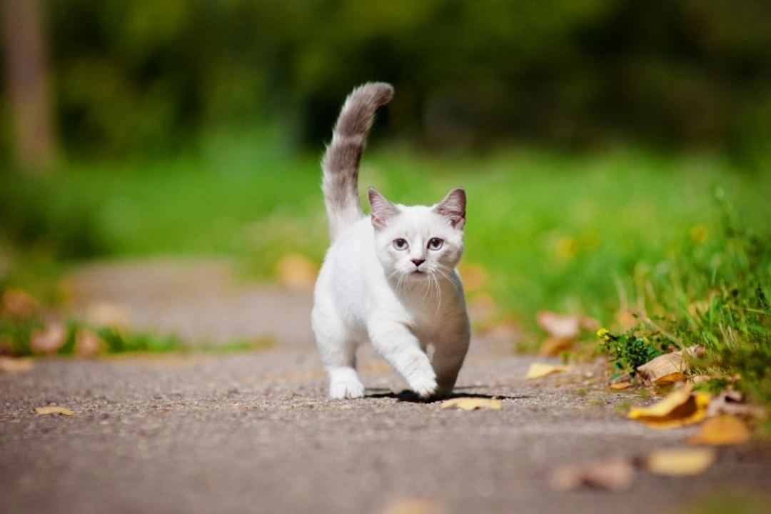 Munchkin Cats: Essential Facts for Kitten Buyers in 2025