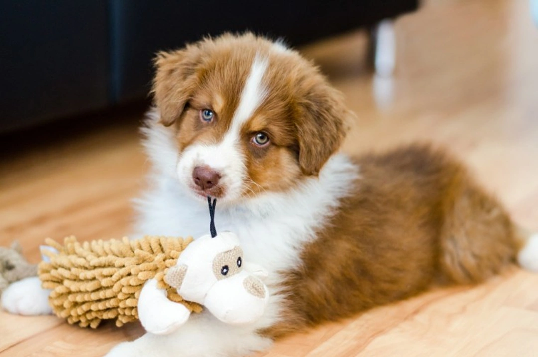 10 Key Reasons to Think Twice Before Buying a Puppy in the UK